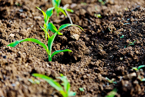 A low perspective shows several bright green plants begin to sprout through the brown soil.