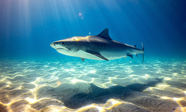 A large shark swimming just above a sandy ocean floor as sunlight shines through the blue water.