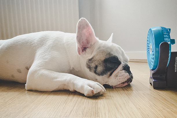 A tired-looking white French bulldog lays on a wooden floor in front of a blue fan