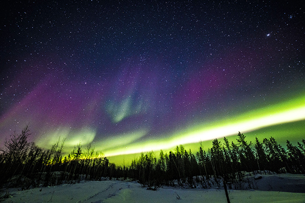 The Northern Lights in bright green and fuschia spread across the sky, with pine trees lining the bottom of the photo with snow on the ground.