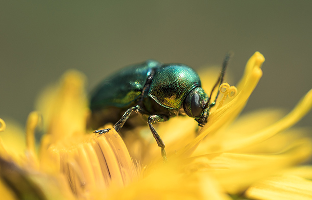An insect with a bluish tint rests on a yellow sunflower. 