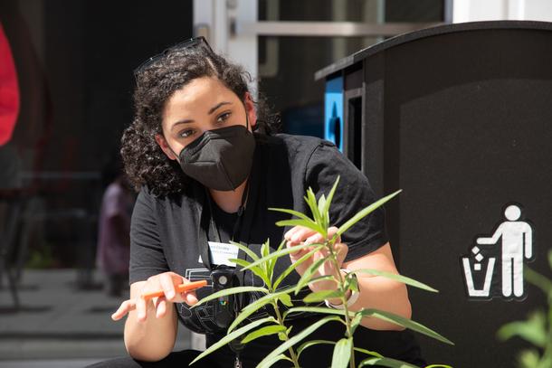 A woman wearing a black mask and a black t-shirt gestures with her hands toward a green milkweed plant, which is part of the pollinator research garden at the library.