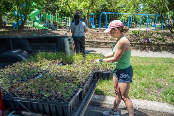 A teen volunteer in a green shirt and shorts pulls a tray of native plants out of the back of a pick-up truck parked beside a park in Skokie.