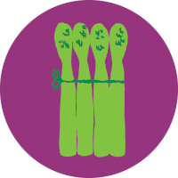 A drawing of four light green asparagus stalks tied together on a purple circle-shaped background