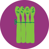 A drawing of four light green asparagus stalks tied together on a purple circle-shaped background A drawing of four light green asparagus stalks tied together on a purple circle-shaped background