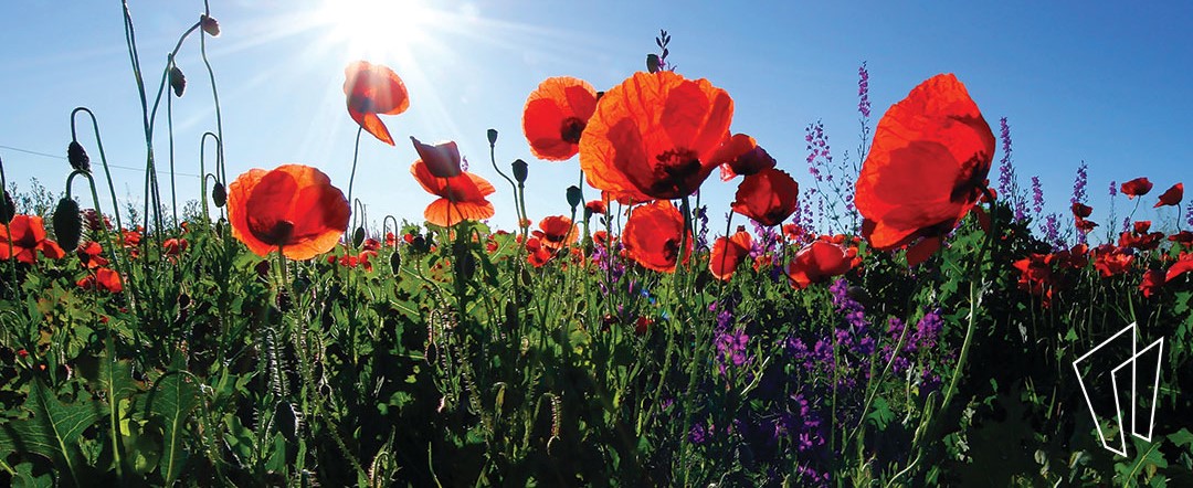 A colorful green field full of orange poppies and smaller purple flowers, with the sun overhead.